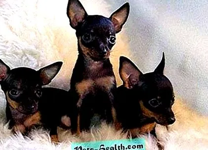 terrier