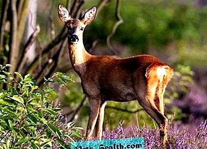 animale
