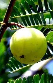 triphala
