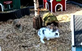 szocializációk
