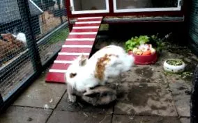 fülű