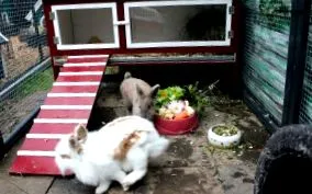 fülű