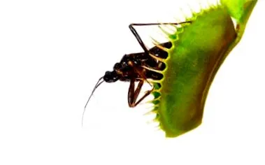 flytrap