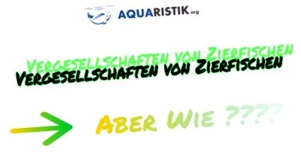 zierfische melyik