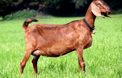 bâzâituri