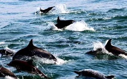 delfinek