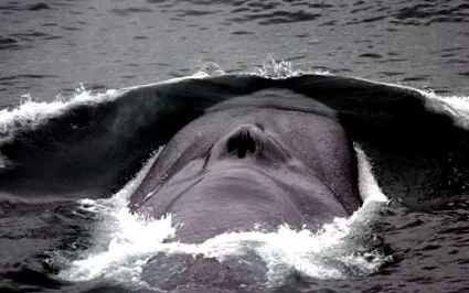 delfinek