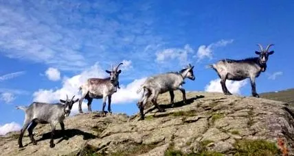 bâzâituri