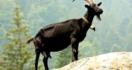 bâzâituri