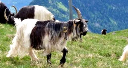elvețiene