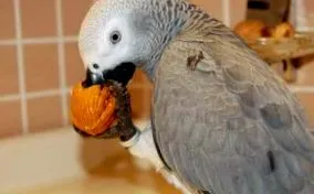 papagájok