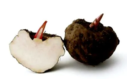konjac
