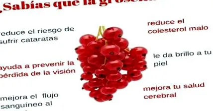 Ribes rubrum
