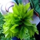 ierburi sfaturi