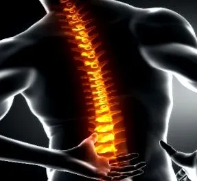 vertebrale