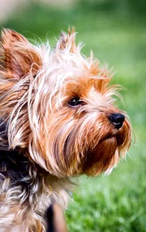 terrier