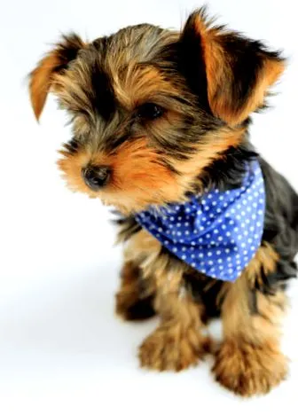 terrier