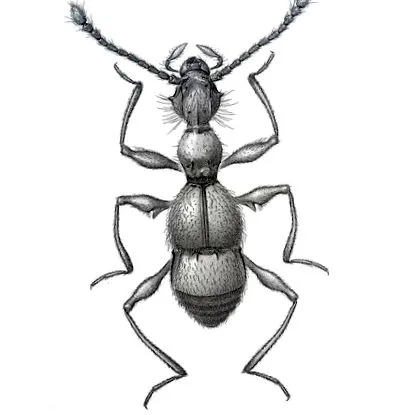 науковий