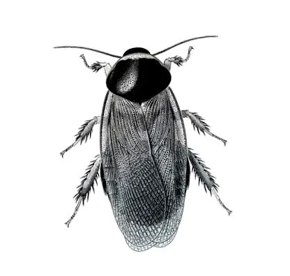 науковий