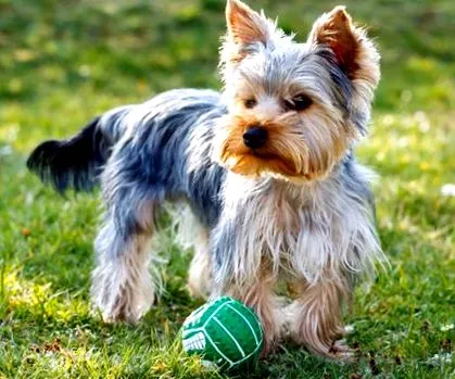 terrier