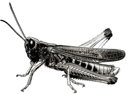 науковий