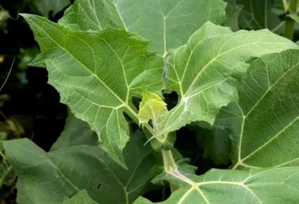 plantează