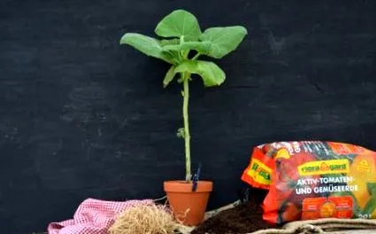 plantează