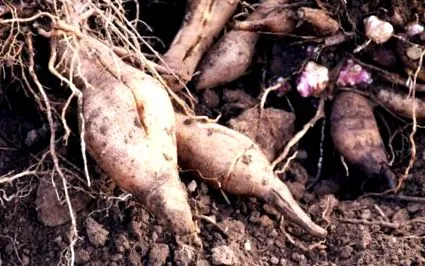 plantează