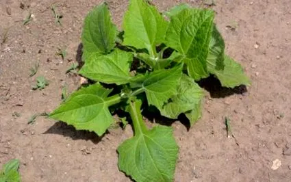 plantează