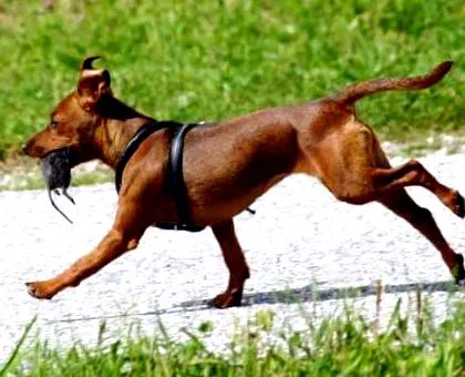 miniatűr pinscher
