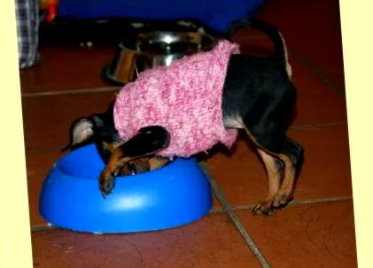 pinscher nana