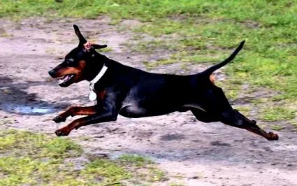 caine pinscher