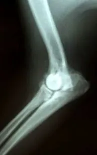 osteoartrita câine