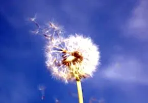 allergia