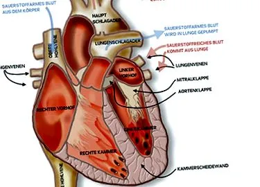 aorta