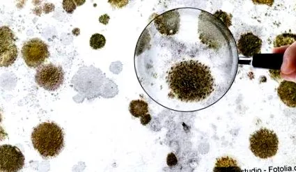 Aspergillus gombák