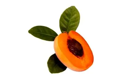 glosar