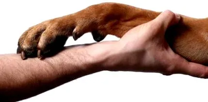вашето куче