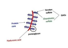 arthrovitan