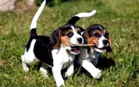 beagle