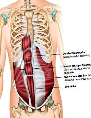 musculară
