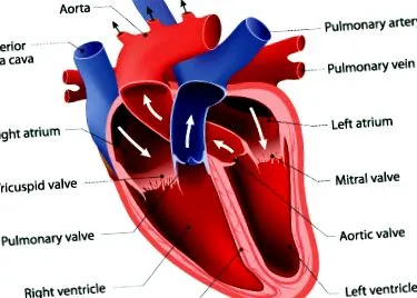 atrial