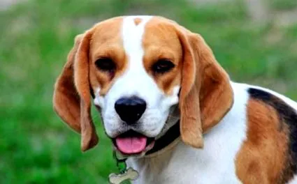 beagle