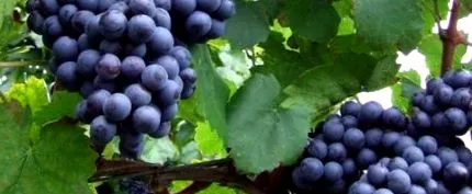 vindecarea