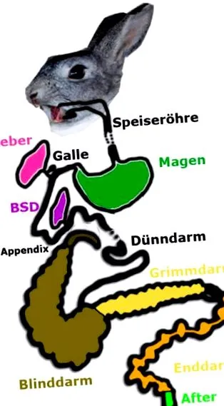 piebald gént