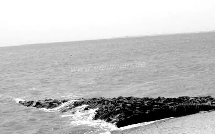 nelumum