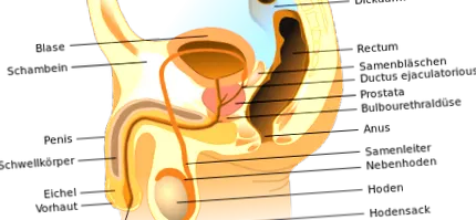 мочниот меур