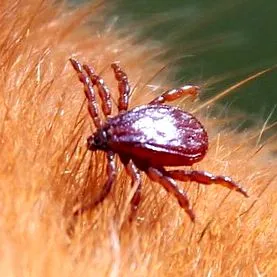 rezultatele
