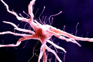 bioimplantátum bioimplantátum
