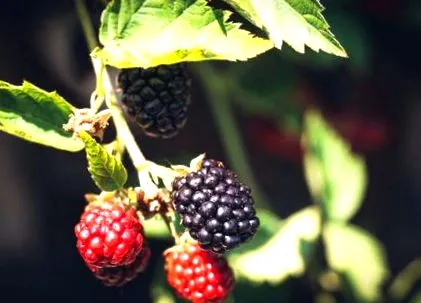 calorii